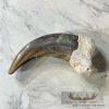 Grizzly Bear Claw Taxidermy For Sale