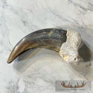 Grizzly Bear Claw Taxidermy