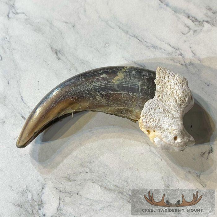 Grizzly Bear Claw Taxidermy For Sale