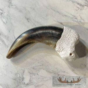 Grizzly Bear Claw Taxidermy