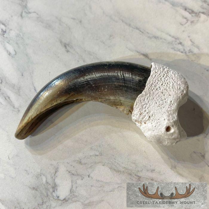 Grizzly Bear Claw Taxidermy For Sale