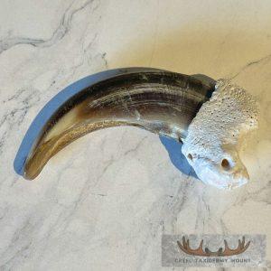 Grizzly Bear Claw Taxidermy