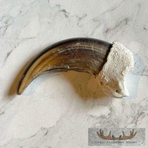 Grizzly Bear Claw Taxidermy