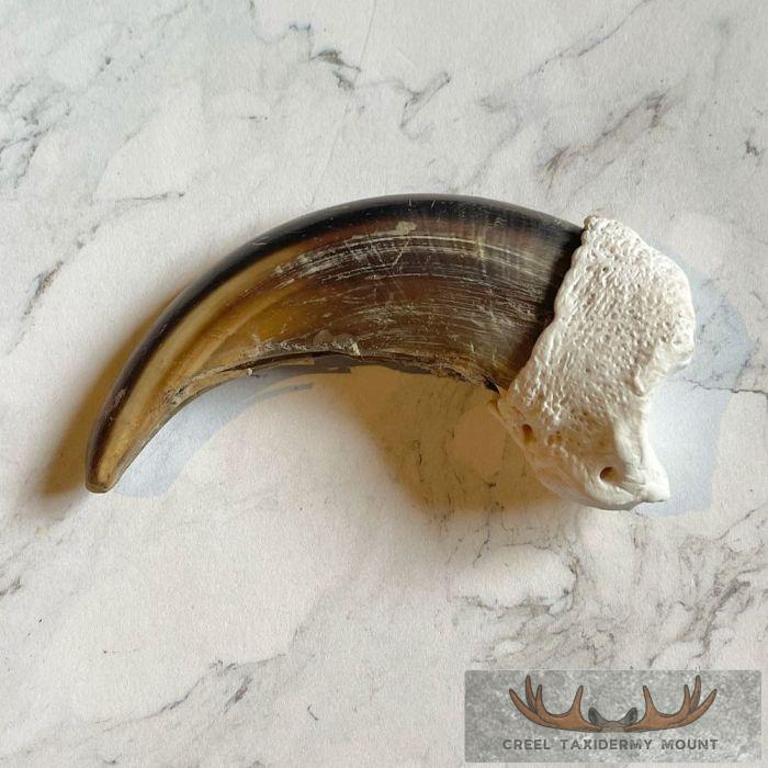 Grizzly Bear Claw Taxidermy For Sale