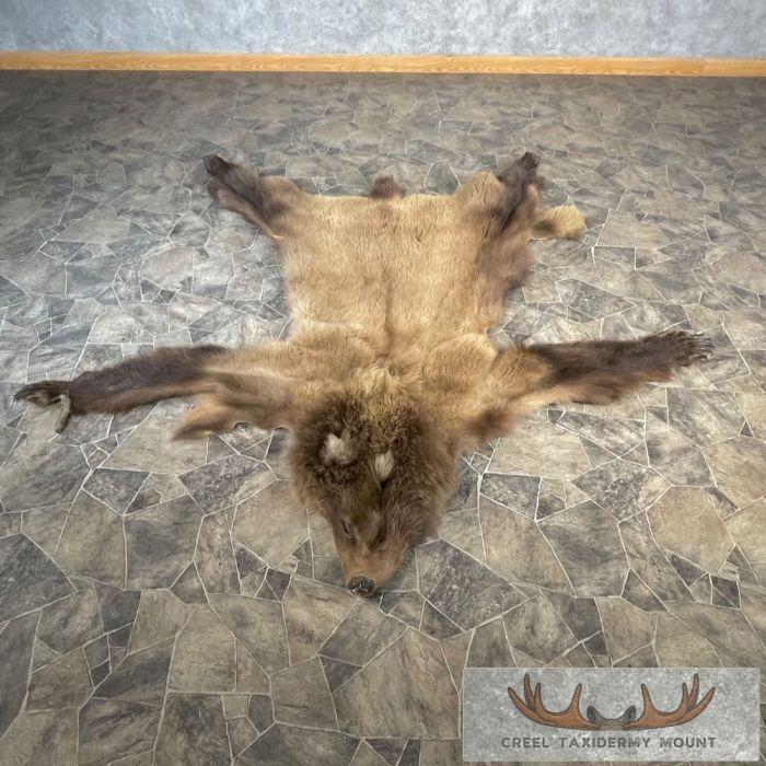 Grizzly Bear Full Size Taxidermy Hide For Sale