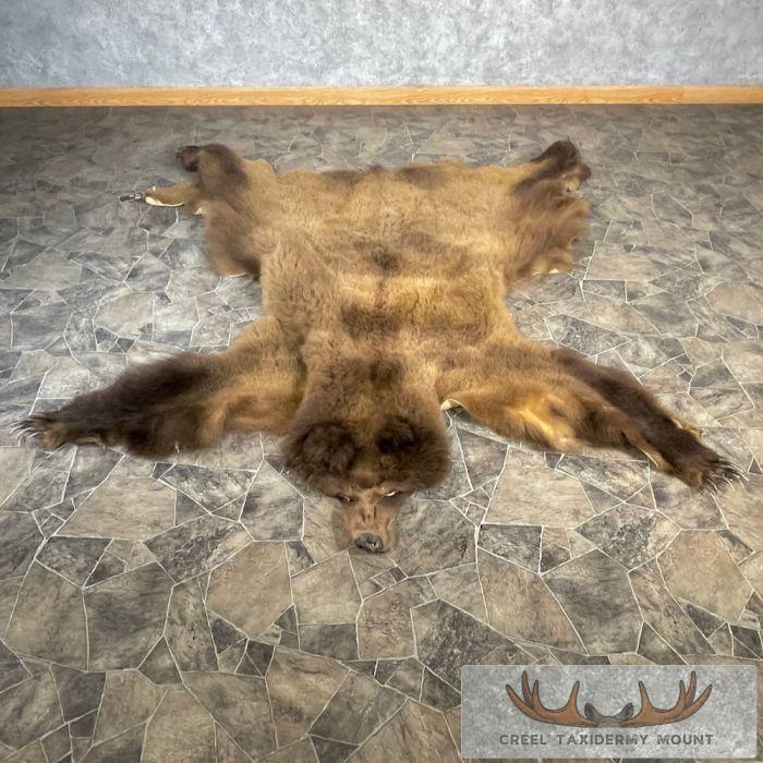 Grizzly Bear Full Size Taxidermy Hide For Sale