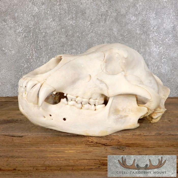 Inland Grizzly Bear Full Skull For Sale