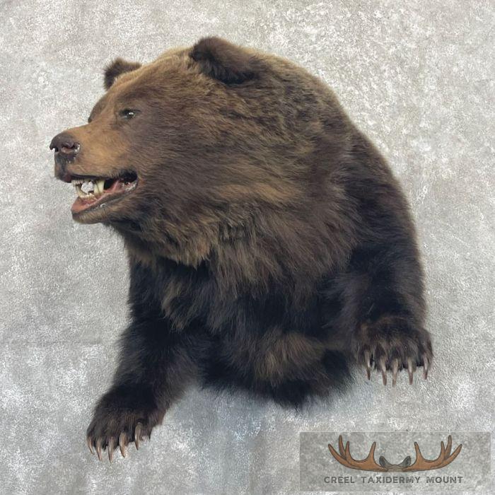 Grizzly Bear Half Life-Size Taxidermy Mount For Sale