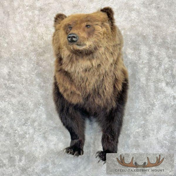 Grizzly Bear Half Life-Size Taxidermy Mount For Sale