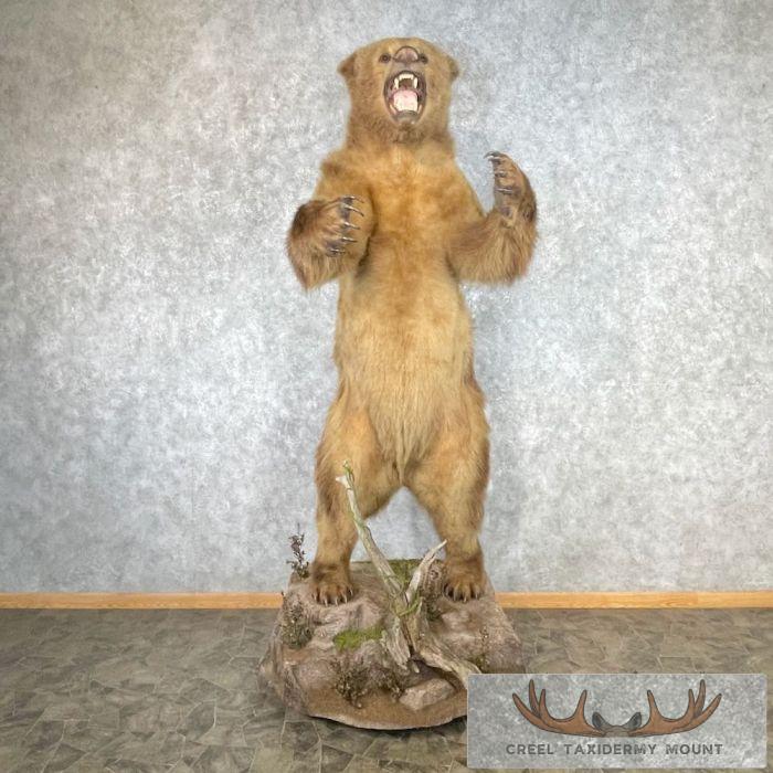 Alaskan Grizzly Bear Life-Size Taxidermy Mount For Sale