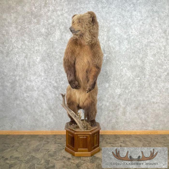 Alaskan Grizzly Bear Life-Size Taxidermy Mount For Sale