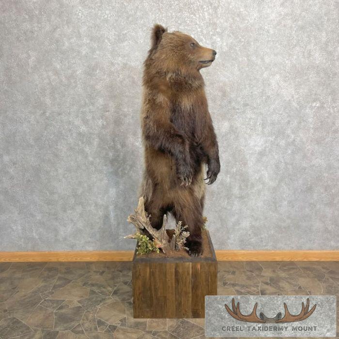 Alaskan Grizzly Bear Life-Size Taxidermy Mount For Sale