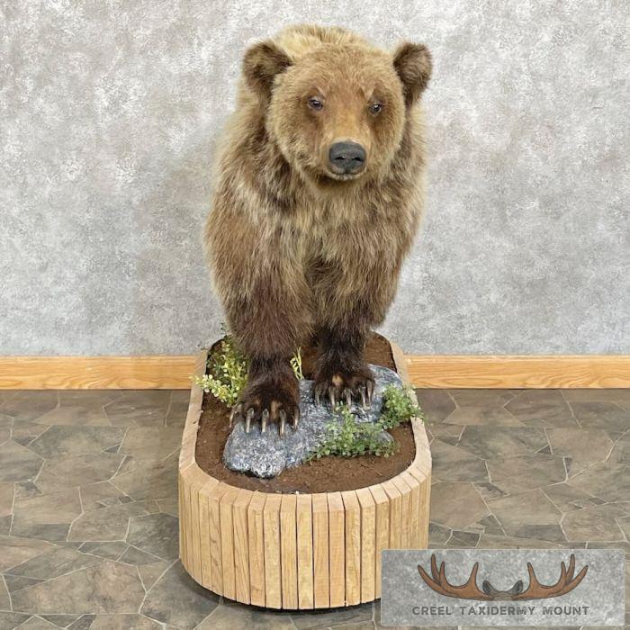 Grizzly Bear Life-Size Taxidermy Mount For Sale