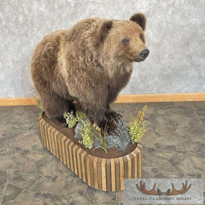 Grizzly Bear Life-Size Taxidermy Mount For Sale