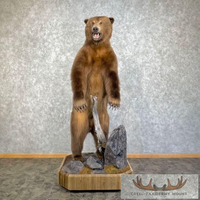Alaskan Grizzly Bear Life-Size Taxidermy Mount For Sale