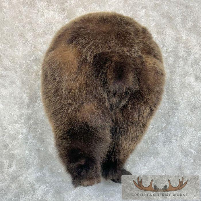Grizzly Bear Novelty Butt Taxidermy Mount For Sale