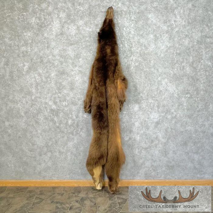 Grizzly Bear Tanned Hide For Sale