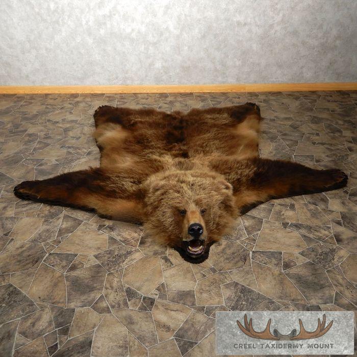 Grizzly Bear Full Size Taxidermy Rug Mount For Sale