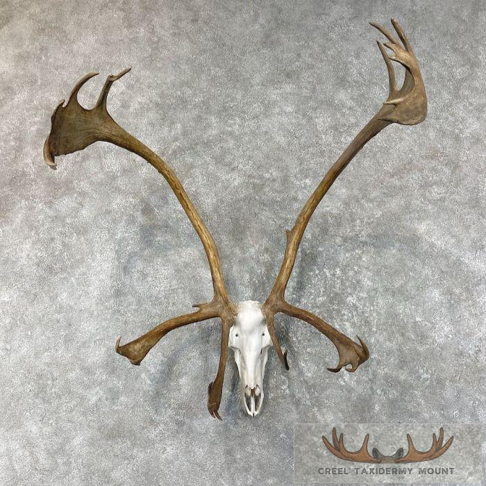 Barren Ground Caribou Skull & Antler Mount For Sale