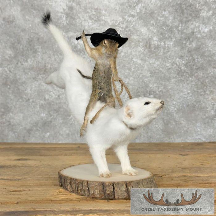 Ground Squirrel and Ermine Novelty Mount For Sale