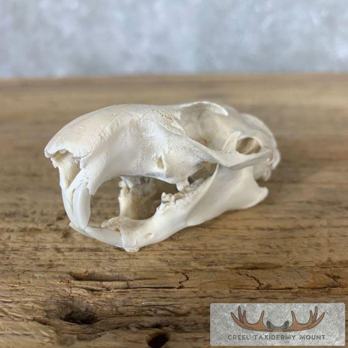 Groundhog Full Skull Mount For Sale