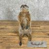 Groundhog Life-Size Taxidermy Mount For Sale