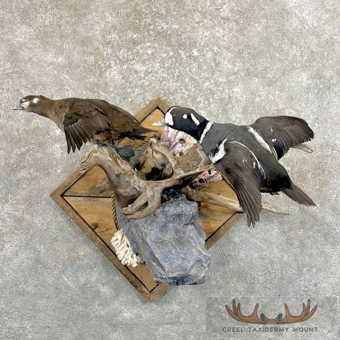 Harlequin Duck Pair Taxidermy Bird Mount For Sale