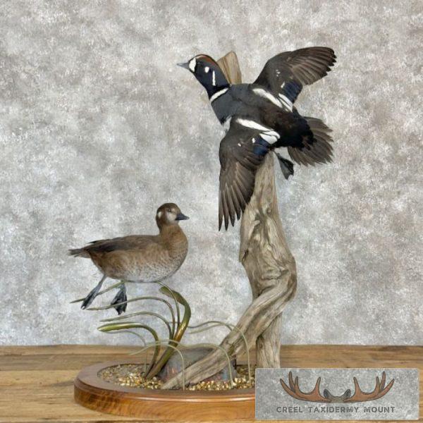Harlequin Duck Pair Taxidermy Bird Mount For Sale