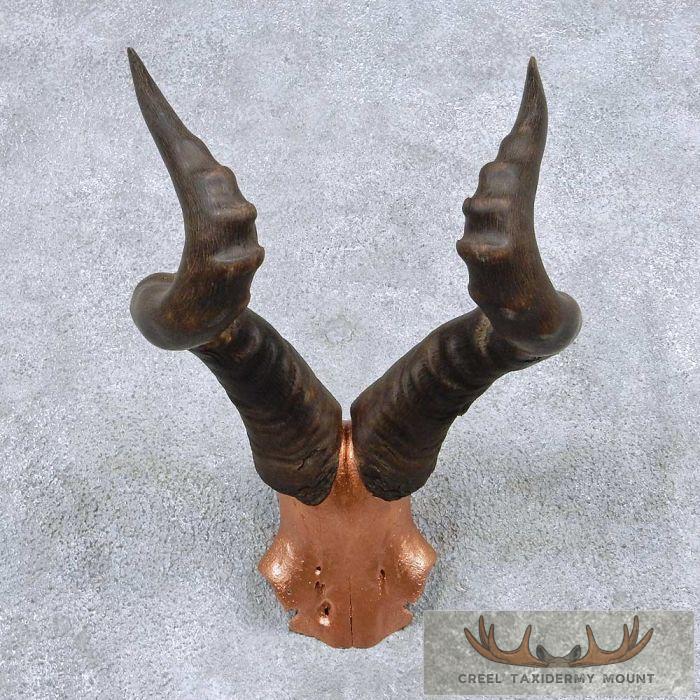 Hartebeest Skull Cap & Horns Taxidermy Mount For Sale