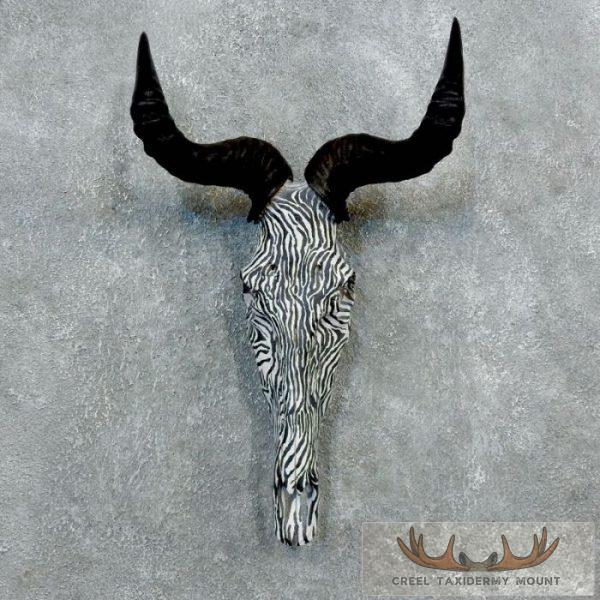 Hartebeest Skull & Horns European Taxidermy Mount For Sale