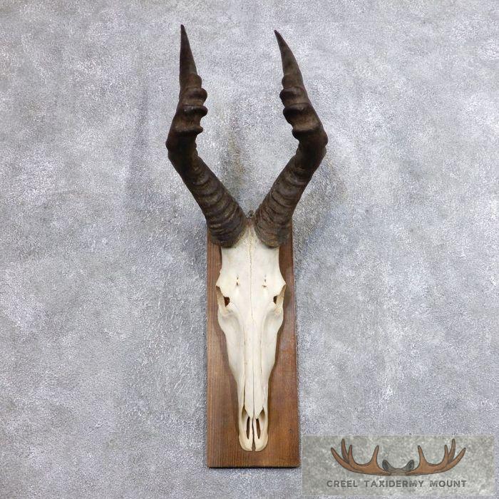 Hartebeest Skull & Horn European Taxidermy Mount For Sale