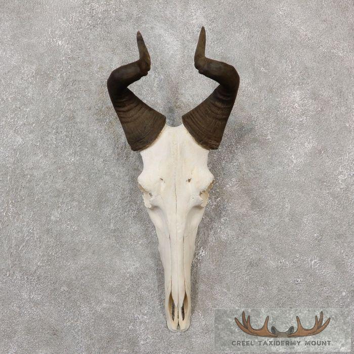 Lichenstien Hartebeest Skull & Horn European Taxidermy Mount For Sale