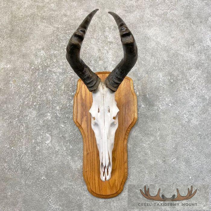 Hartebeest Skull & Horn European Taxidermy Mount For Sale