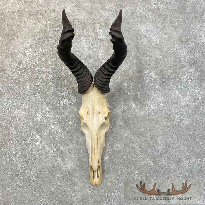 Hartebeest Skull & Horn European Taxidermy Mount For Sale