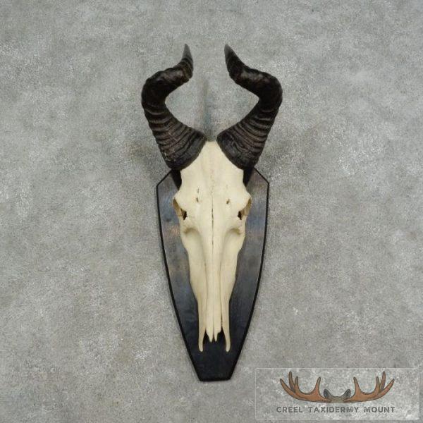 Hartebeest Skull & Horn European Taxidermy Mount For Sale