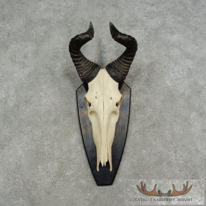 Hartebeest Skull & Horn European Taxidermy Mount For Sale