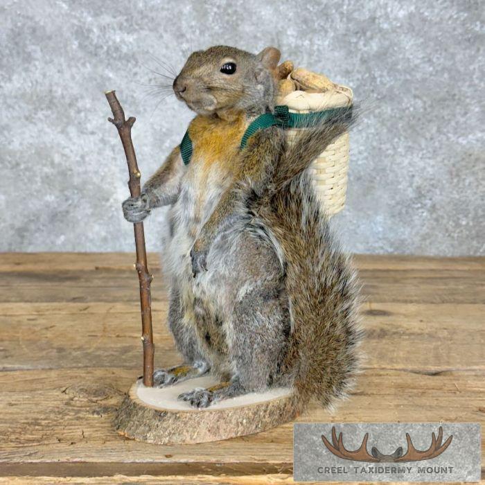 Hiking Grey Squirrel Novelty Taxidermy Mount For Sale