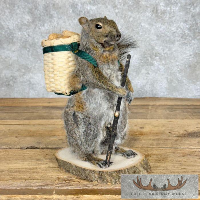 Hiking Grey Squirrel Novelty Taxidermy Mount For Sale