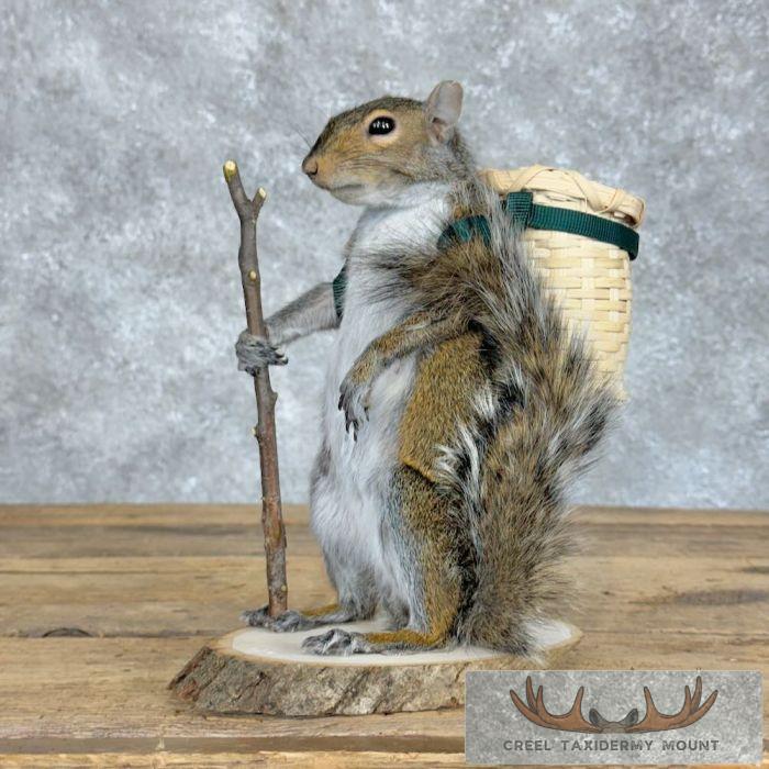 Hiking Grey Squirrel Novelty Taxidermy Mount For Sale