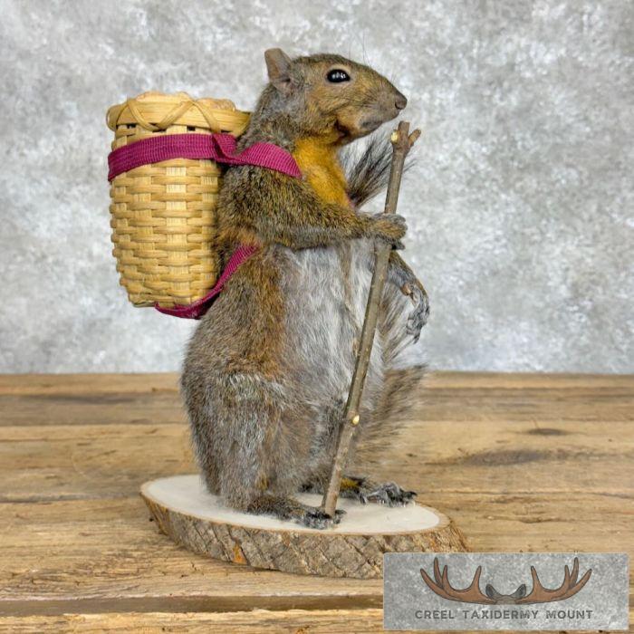 Hiking Grey Squirrel Novelty Taxidermy Mount For Sale
