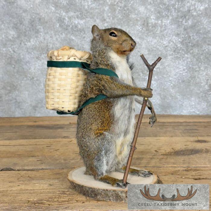 Hiking Grey Squirrel Novelty Taxidermy Mount For Sale
