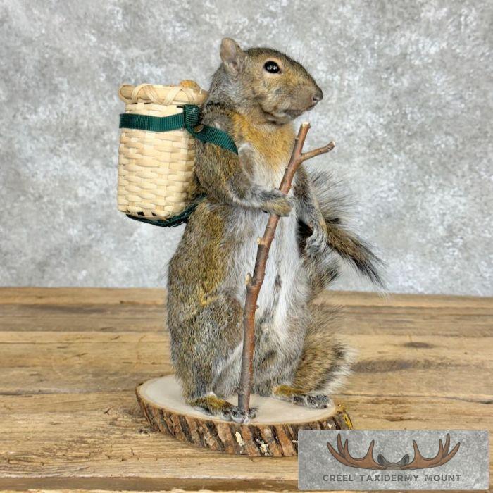Hiking Grey Squirrel Novelty Taxidermy Mount For Sale