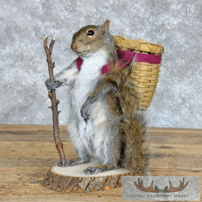 Hiking Grey Squirrel Novelty Taxidermy Mount For Sale