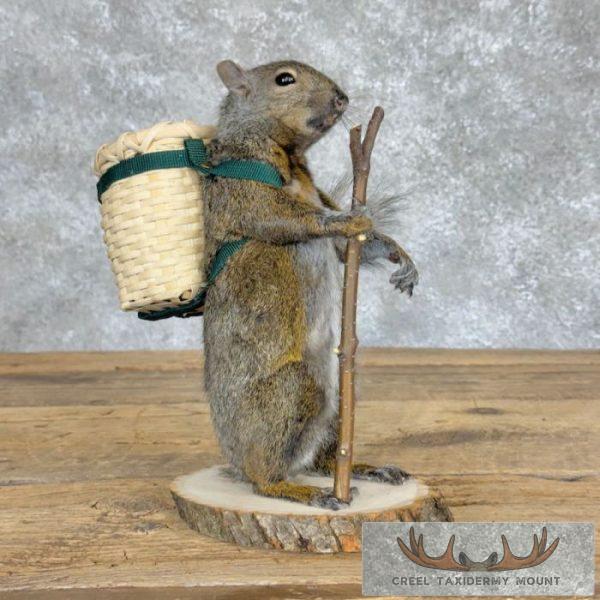 Hiking Grey Squirrel Novelty Taxidermy Mount For Sale