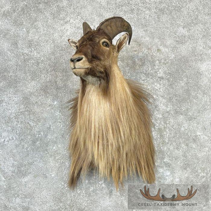 Himalayan Tahr Shoulder Taxidermy Mount For Sale