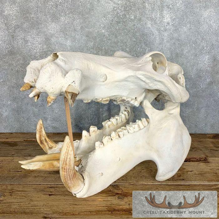 African Hippopotamus Full Skull Mount For Sale
