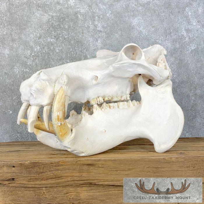 African Hippopotamus Full Skull Mount For Sale