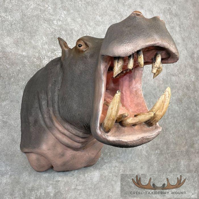 African Hippopotamus Taxidermy Shoulder Mount For Sale