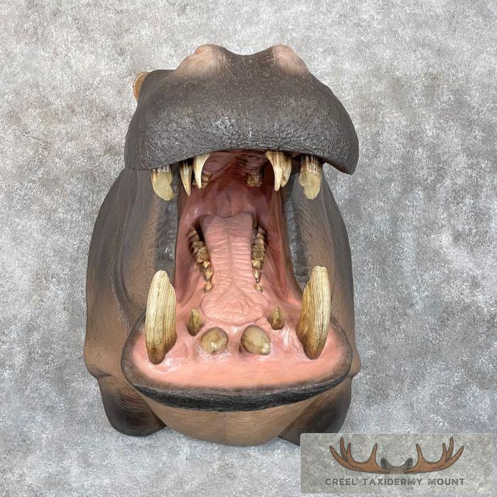 African Hippopotamus Taxidermy Shoulder Mount For Sale