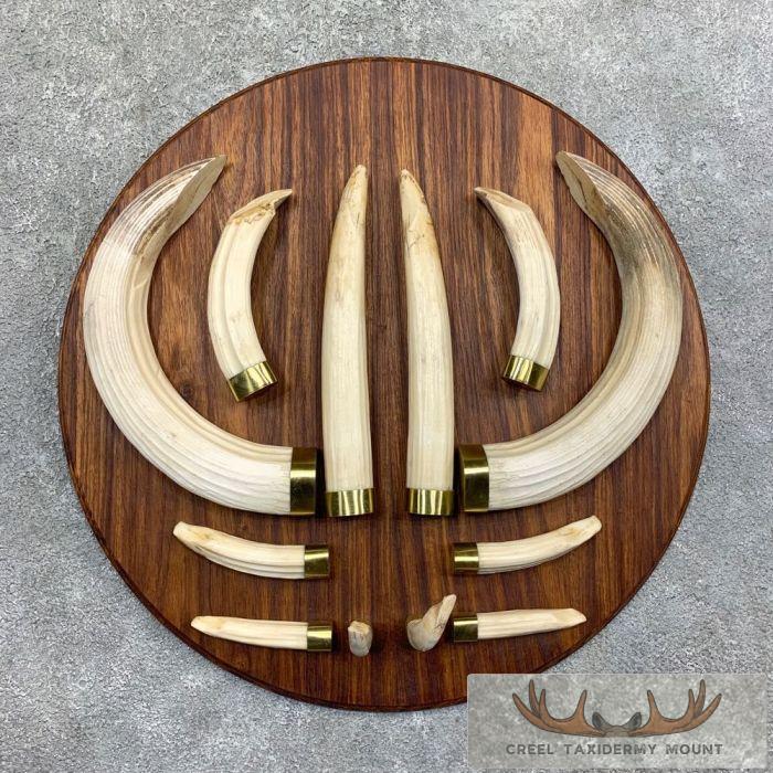 Hippopotamus Tooth Set Safari Decor For Sale